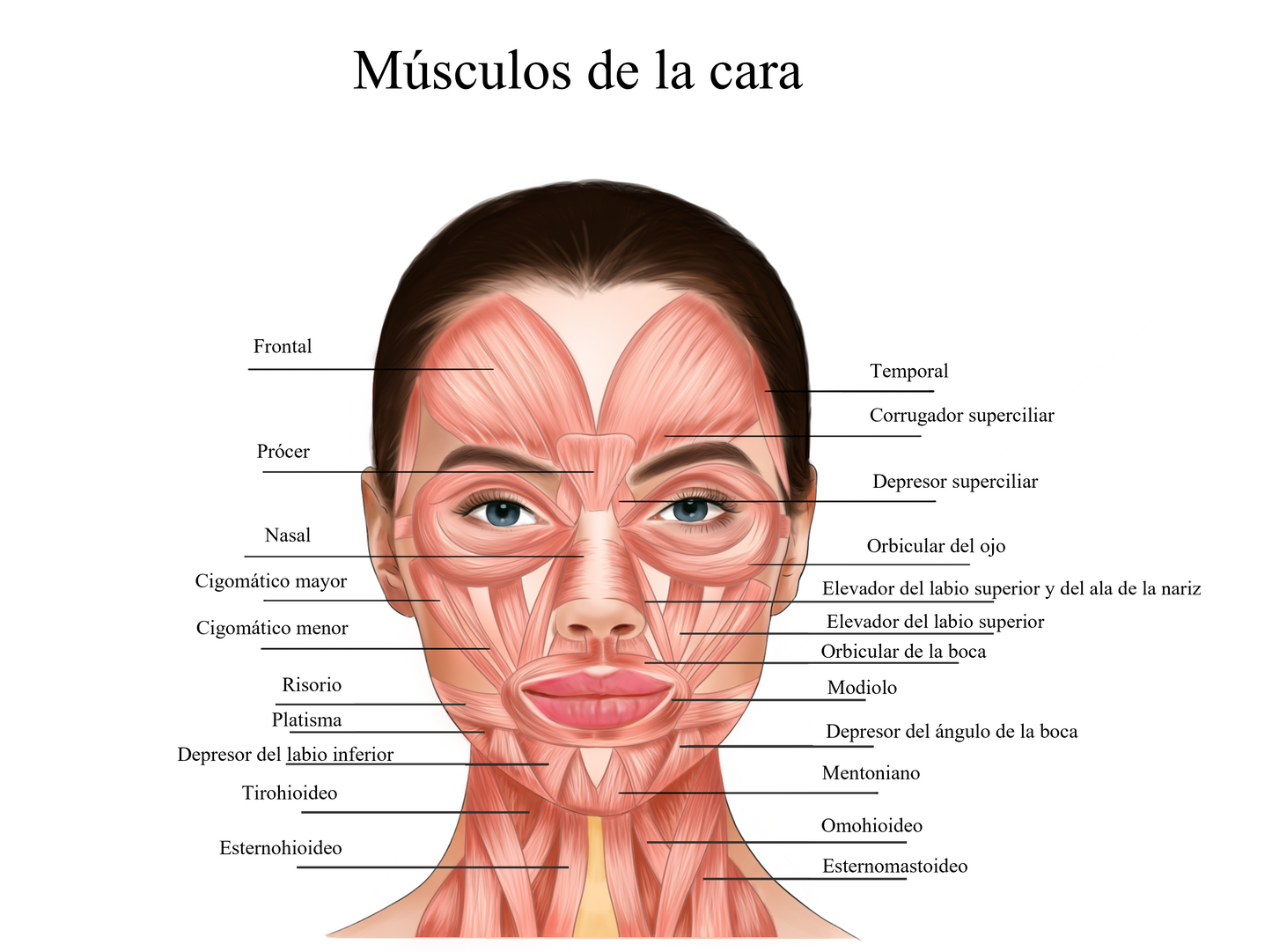 Microcorrientes Facial